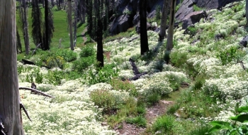 The start of the trail above Deadman Trailhead