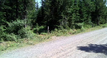 Trail entrance where it crosses Balloon Tree Rd.