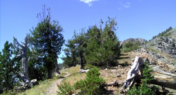 Elkhorn Crest Trail