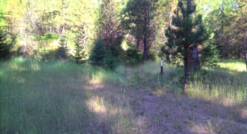 The trailhead is difficult to find, but look to your left a few hundred feet down the road after going around the closed gate. 