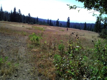 This feint road on the bottom left of the picture is what you will follow, as it winds down the meadow.