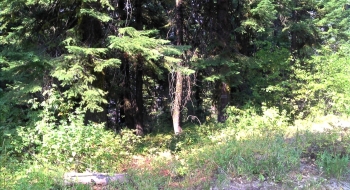 Not too far down the starting road, there is a sign on a tree marking the singletrack start.