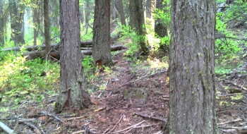 Lots of sticks on the trail.