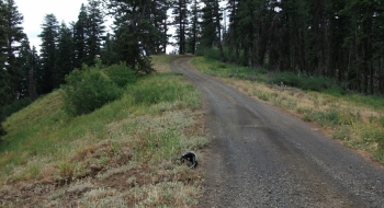 The trail entry/exit as seen from Road 3120 looking South. The trail is on the left near the pack.