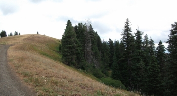 Trail entry/exit at the top, on Road 3120 (looking North). Note the trail on the bottom right.