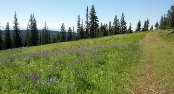 The nice view on the way back, after White Stag Meadow.
