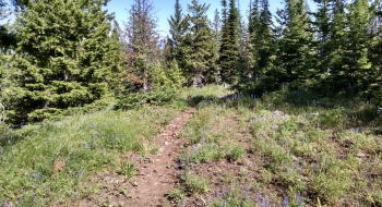 The Standley Ridge Trail is an old road that becomes apparent nearing the cabin.