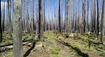 There are some burnt areas higher up on the trail. 