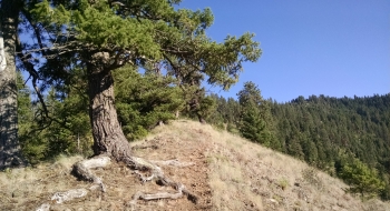 An awesome ageless tree. 