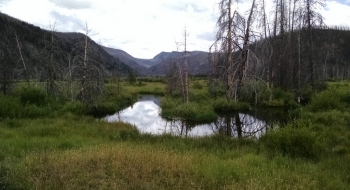 If you decide to take a side trip out to the meadows, this is what awaits. 
