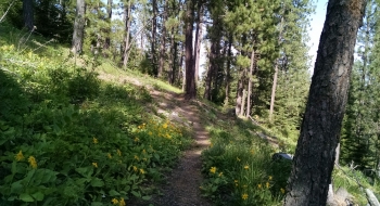 Spring flowers on Sasquatch
