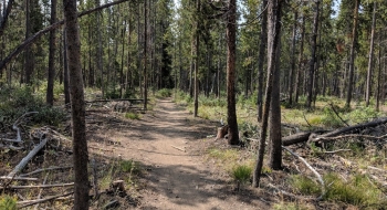 A lot of open tree pedaling. A lot of open tree pedaling.