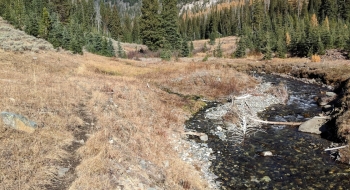 A brief stretch of trail along the west side of the creek.