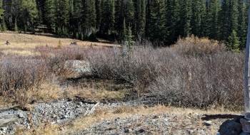 The ford of North Fork upstream with some sticks on either side marking the trail. 