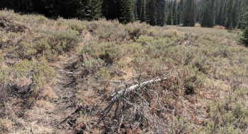 Sagebrush up higher. 
