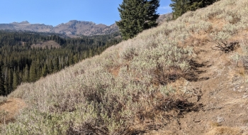 Trail starting to fade