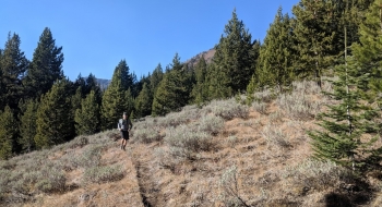 Sagebrush and white bark. 