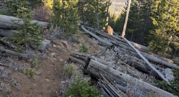 Plenty of dead tree-fall from the fires in the 90s had to be cut out on this trail. 