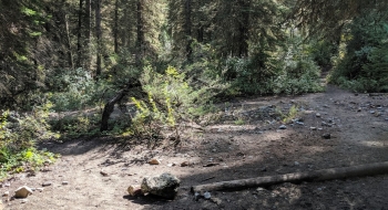 Thorp Creek Trail takes off to the left here, at an unmarked trail intersection on the Hurricane Trail.