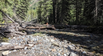 A natural tree bridge in 2019 across Hurricane Creek