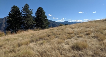 Nice grasslands.
