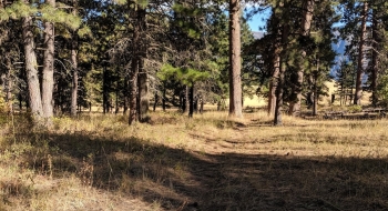 The trail starts in this grove of ponderosa pines, with no trail sign or markings