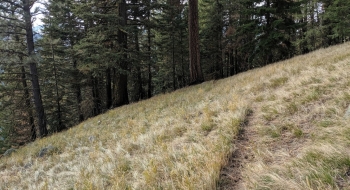 Unburned grassy meadows in 2019.