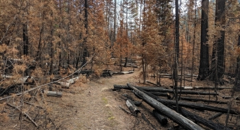 A stretch of the trail that burned hot during the 2019 Granite Gulch Fire