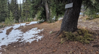 End of the trail at the intersection with the Lakes Basin Trail and Minam Lake Trail.