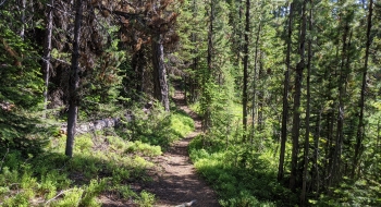 Most of the trail is like this
