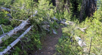Some smaller trees down across the trail