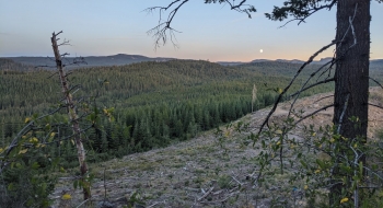 Some logging carnage you now have to ride through. 