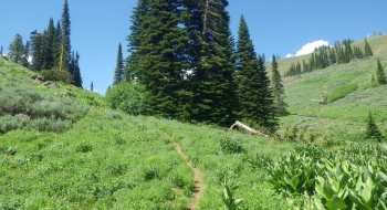 Looking uphill from the beginning of the singletrack