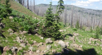 Trail starting to disappear.  Just past this point is where the trail gets difficult to find. 