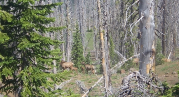 Elk calves. 
