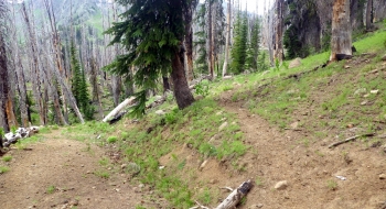 With no warning, the trail takes off from the road to the right here (north).