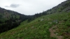 Several elk doing trail maintenance.