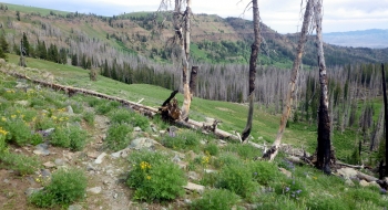The beginning of the East Fork Trail at the top end. 
