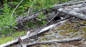 White chipmunks