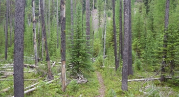 Typical scene of the trail, with stunted trees, tamaracks, and a lava rock backdrop.