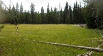 The meadow where you stay right and go to the next meadow far right end to find the trail again. 