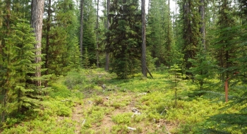 The singletrack spills out un-dramatically into an old skid road where some flagging helps steer you to the road.