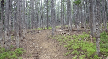 The trail starts to level out near the top and suddenly you begin to have a high alpine feel in the trees.