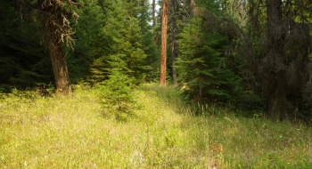 This is looking up the Baker Trail from the Bear Creek Trail. Once you go up a few feet through the trees the trail is good and easy to follow.