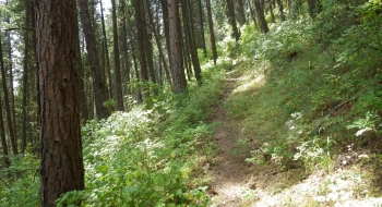 The trail near the bottom is in some nice trees. 