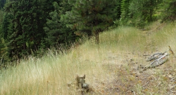 Cairn in the grass marking the top of the trail. The trail drops downhill (left of picture) from the old road.