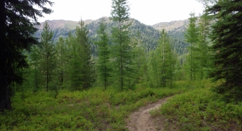 Huckleberries line the trail to start. 