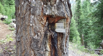 No vehicles sign being swallowed by a tree. 