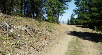 The lower trail crosses 203 here. The trail is visible on the left. 
