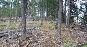 The singletrack comes through the twigs here.